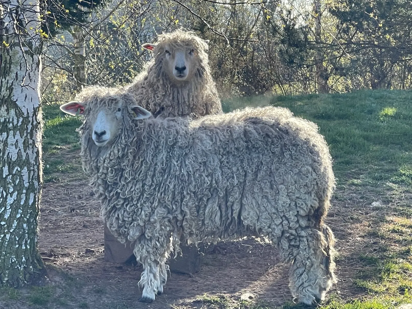 Lincoln Longwool sheep at White House Farm