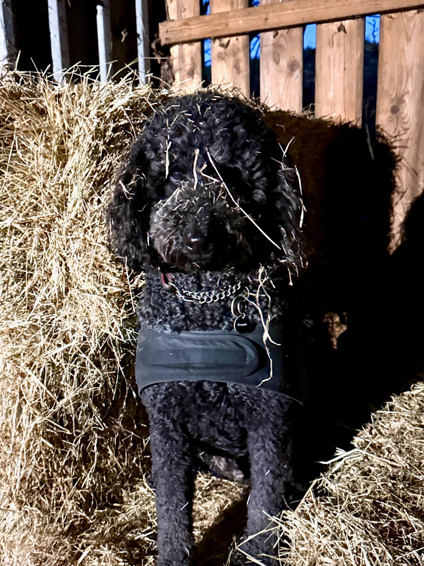 Dog friendly holidays at The Barn